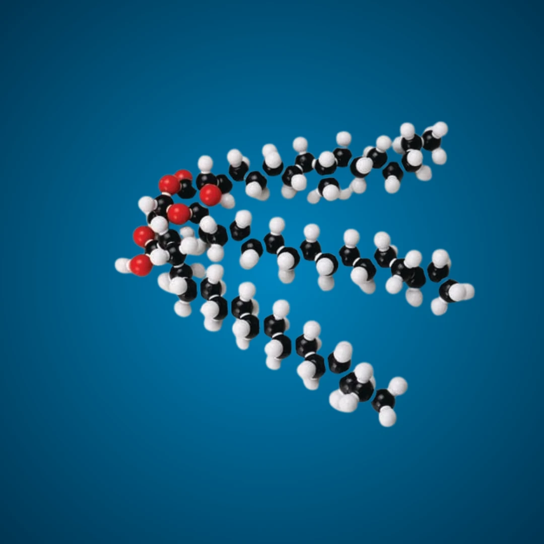 Molecular Model Set - Fat (Glyceryl Tristearate) (C₅₇H₁₁₀O₆)